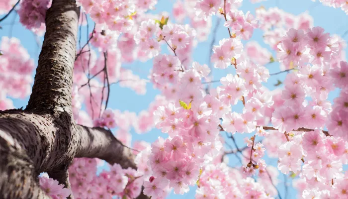 Quel genre de printemps es-tu?